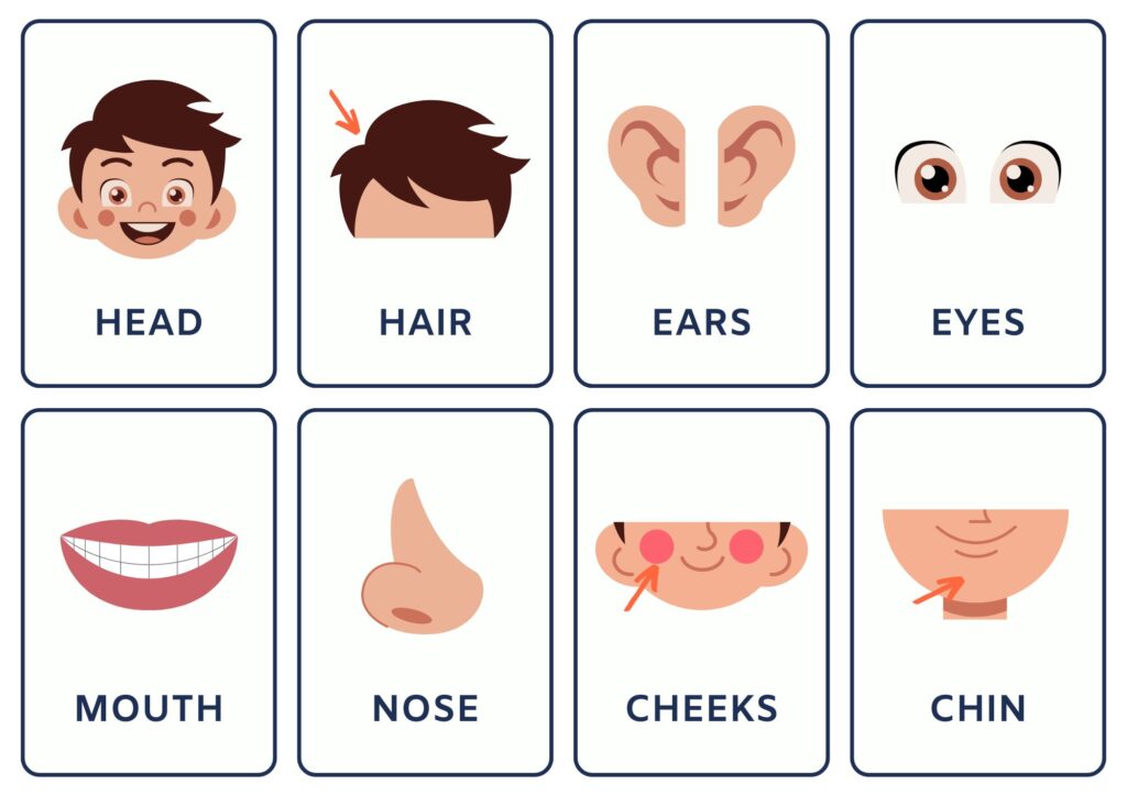 Parts of Face Name